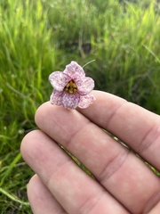 Fritillaria striata