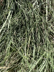 Acrididae