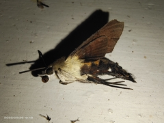 Macroglossum pyrrhosticta