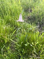 Fritillaria striata