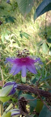 Passiflora cincinnata