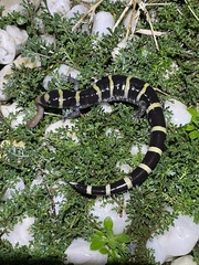 Ambystoma annulatum