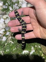Ambystoma annulatum