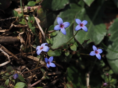 Houstonia pusilla