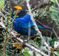 Iridosornis rufivertex