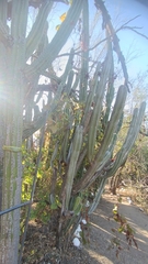 Lophocereus schottii