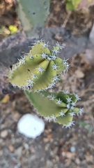 Lophocereus schottii