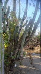 Lophocereus schottii