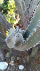Lophocereus schottii