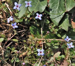 Houstonia pusilla
