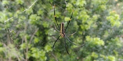 Nephila
