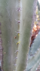 Lophocereus schottii