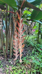 Heliconia vellerigera image
