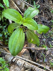 Helinus integrifolius