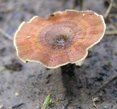 Coltricia cinnamomea