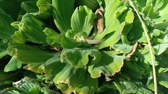 Pistia