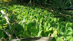 Pistia