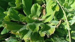 Pistia