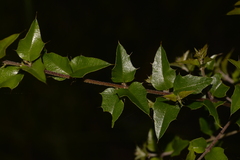 Podolobium ilicifolium