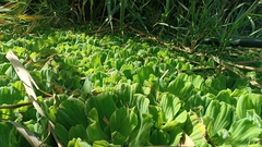 Pistia