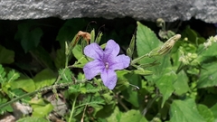 Ruellia nudiflora