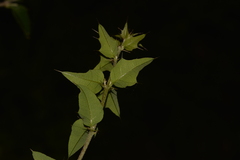 Podolobium ilicifolium