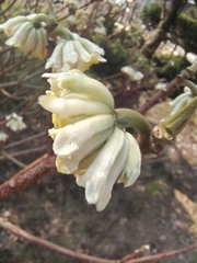 Edgeworthia chrysantha