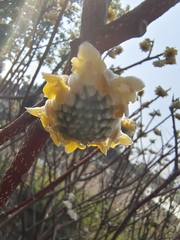 Edgeworthia chrysantha