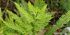 Selaginella delicatula