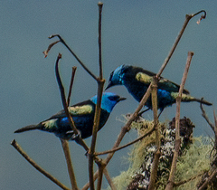 Stilpnia cyanicollis