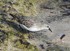 Calidris
