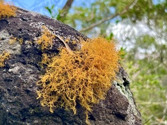 Teloschistes flavicans