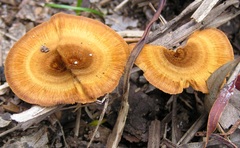Coltricia cinnamomea