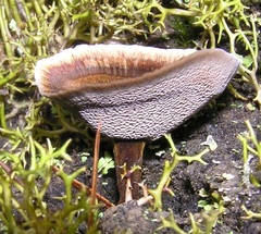 Coltricia cinnamomea