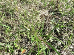 Asclepias longifolia