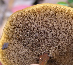 Coltricia cinnamomea