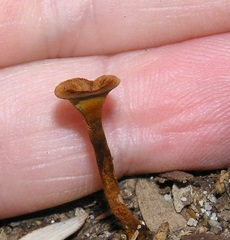 Coltricia cinnamomea