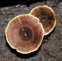 Coltricia cinnamomea