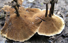 Coltricia cinnamomea