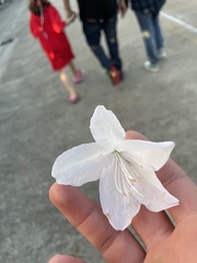 Rhododendron indicum
