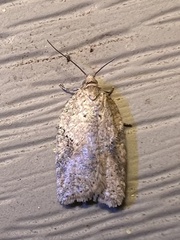 Acleris placidana
