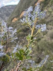 Ceanothus spinosus