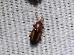 Laemophloeus terminalis