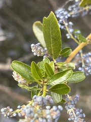 Ceanothus spinosus