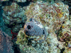 Dictyonella funicularis