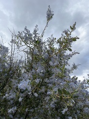 Ceanothus spinosus