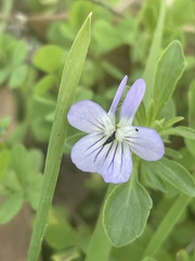 Viola bicolor