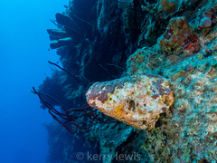 Dictyonella funicularis