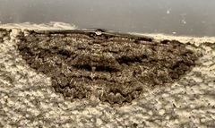 Scioglyptis canescaria