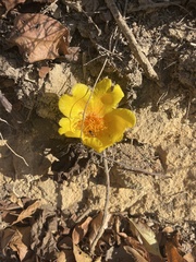 Cochlospermum